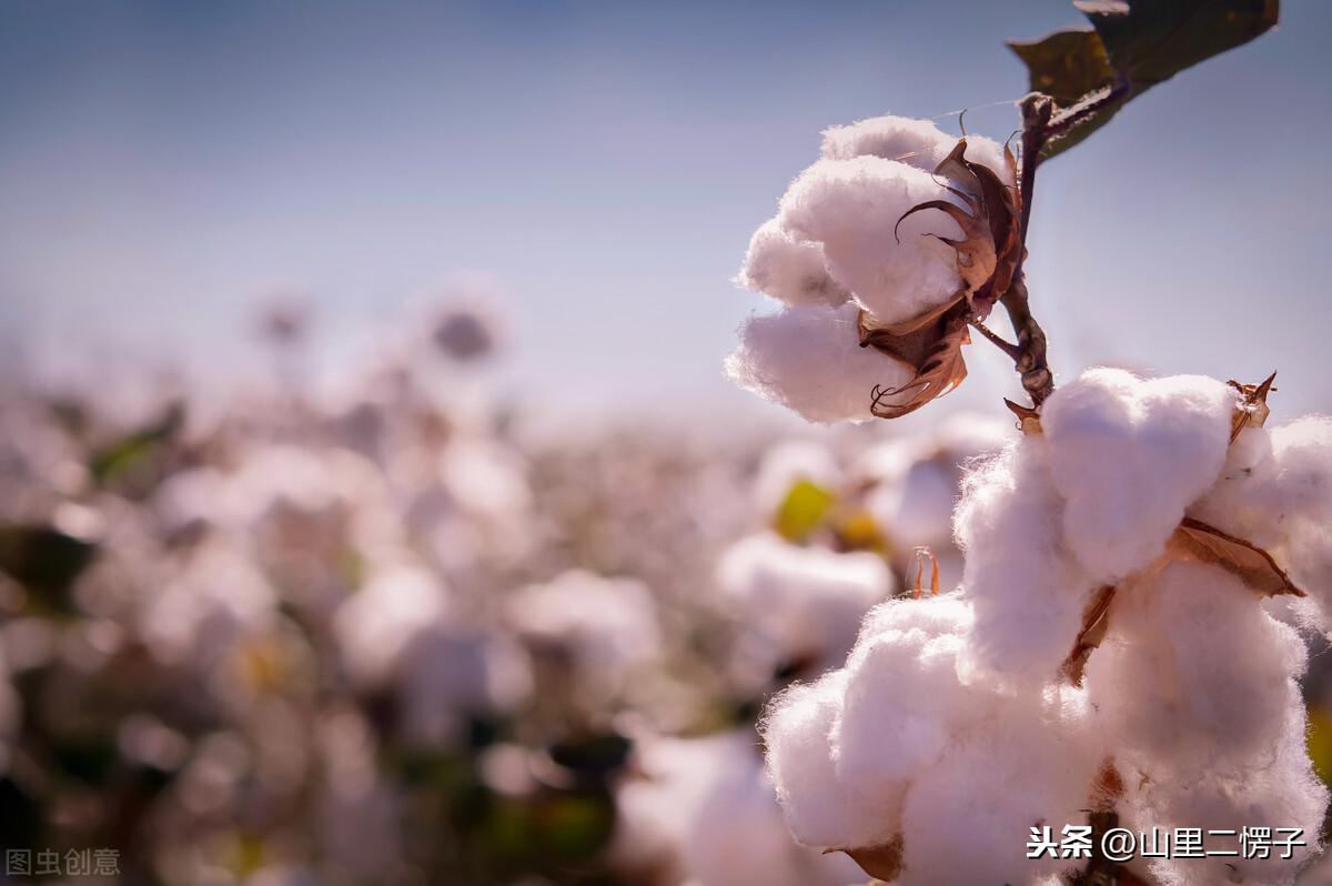 聚酯纤维是什么面料好不好，聚酯纤维面料优点与缺点