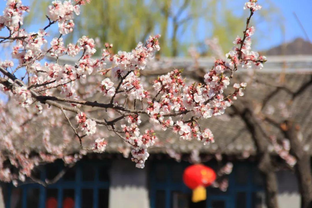 春天开的花有哪些，春天最常见的15种花