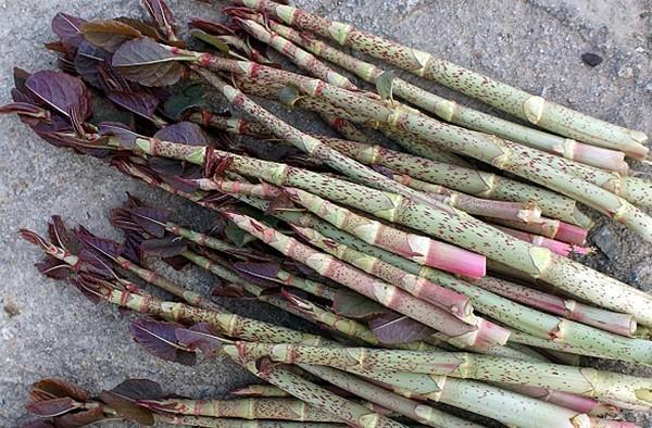 农村可以吃的野菜100种有哪些，常见100种野菜图片及名称