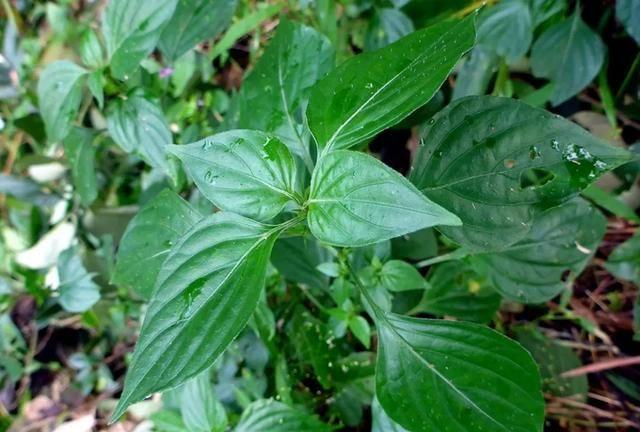 农村可以吃的野菜100种有哪些，常见100种野菜图片及名称