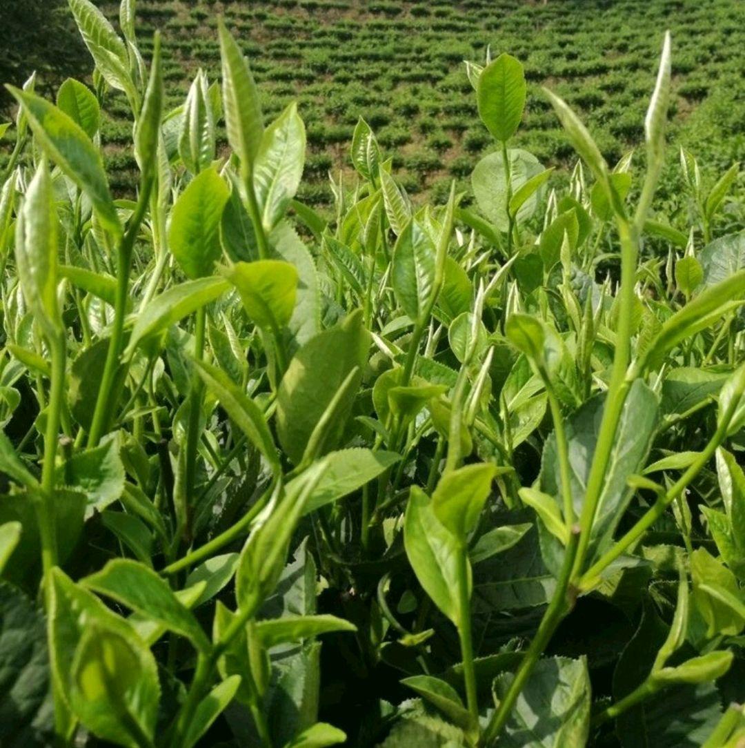 农村可以吃的野菜100种有哪些，常见100种野菜图片及名称