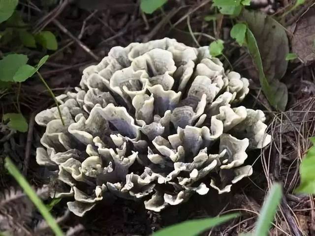 农村可以吃的野菜100种有哪些，常见100种野菜图片及名称