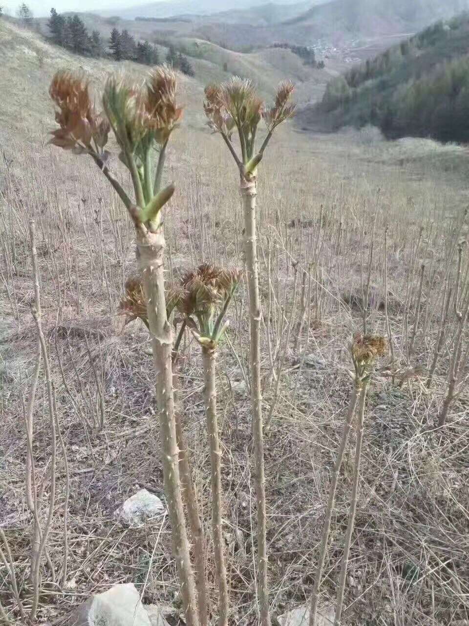 农村可以吃的野菜100种有哪些，常见100种野菜图片及名称