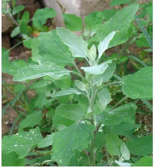 农村可以吃的野菜100种有哪些，常见100种野菜图片及名称