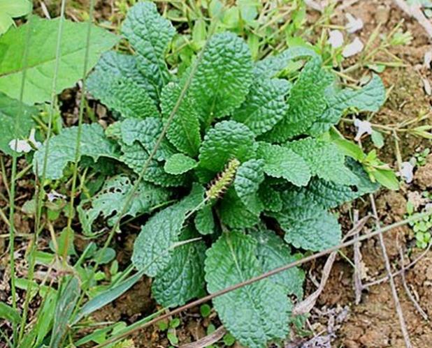 农村可以吃的野菜100种有哪些，常见100种野菜图片及名称