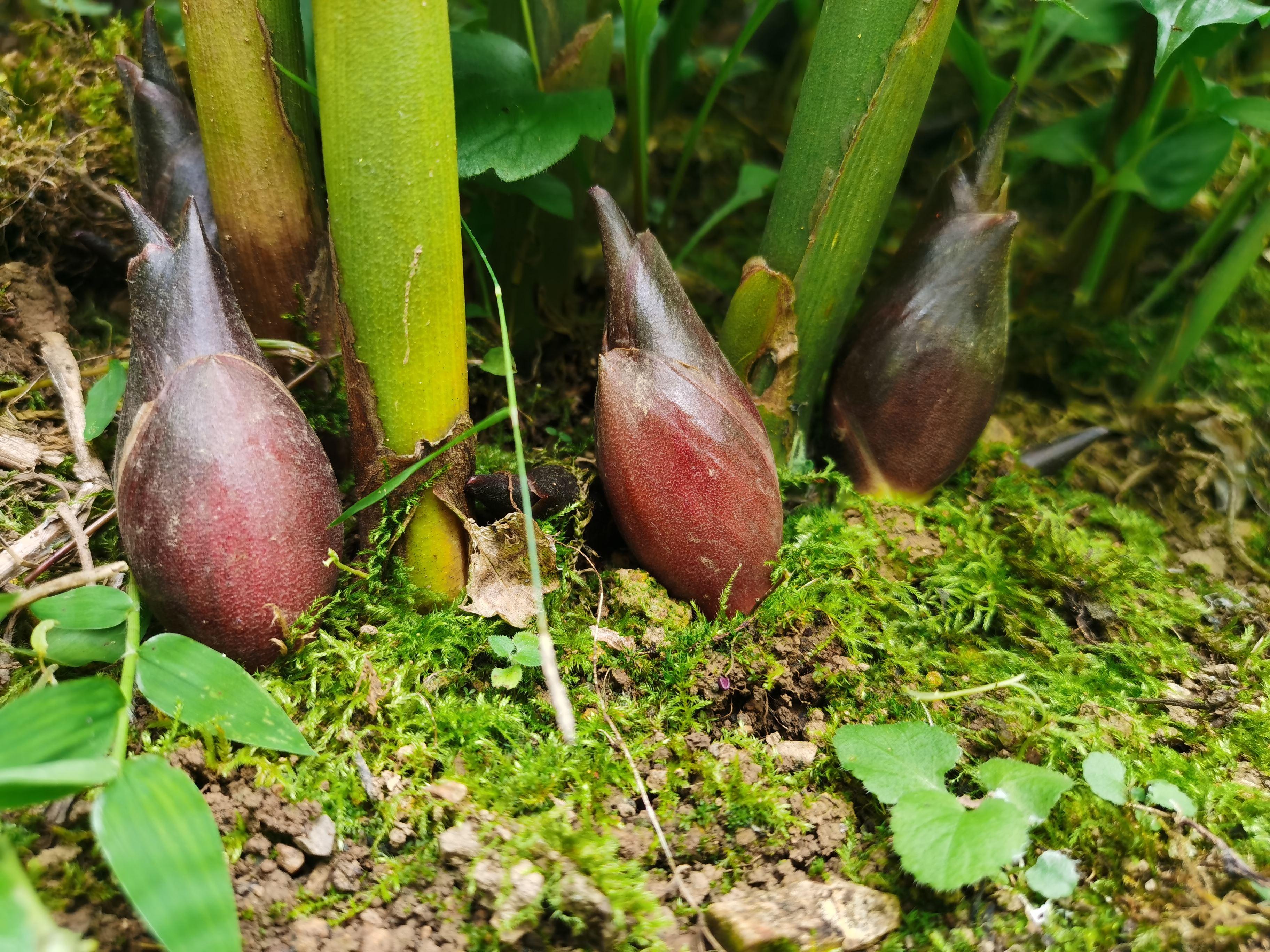 农村可以吃的野菜100种有哪些，常见100种野菜图片及名称