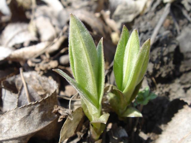 农村可以吃的野菜100种有哪些，常见100种野菜图片及名称