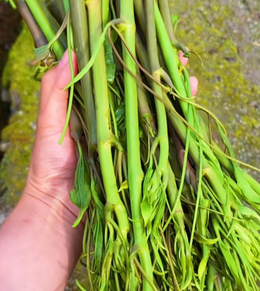 农村可以吃的野菜100种有哪些，常见100种野菜图片及名称