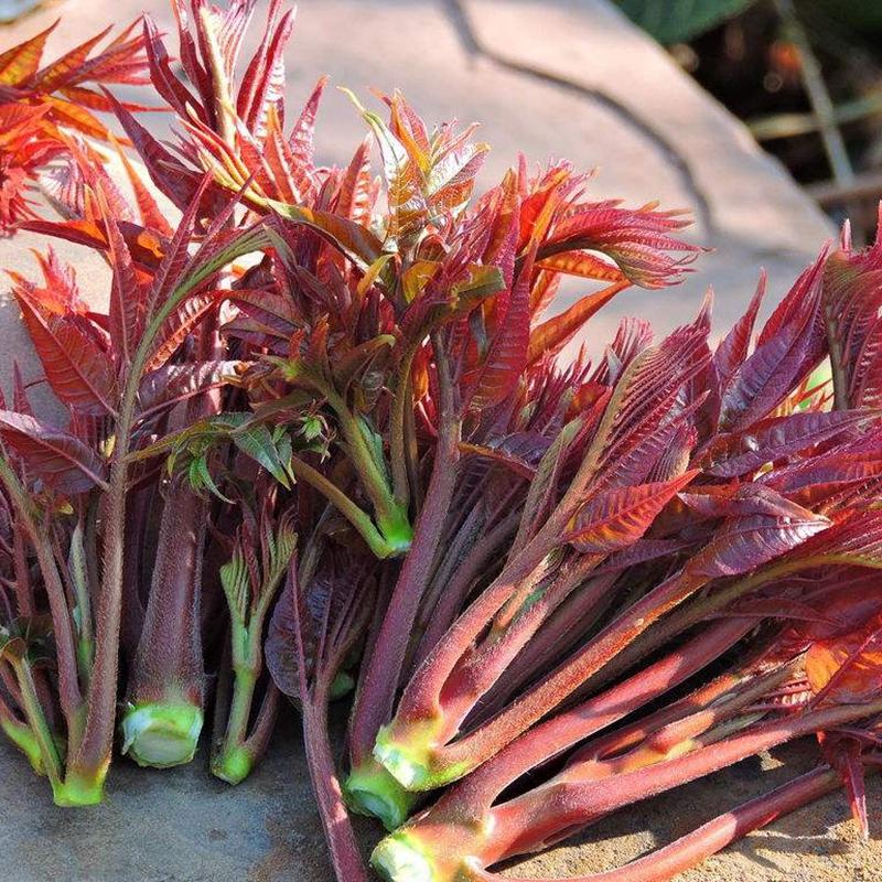 农村可以吃的野菜100种有哪些，常见100种野菜图片及名称