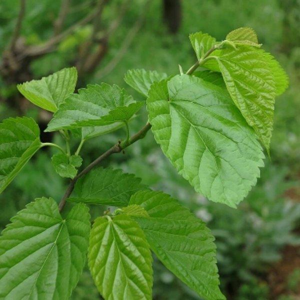 农村可以吃的野菜100种有哪些，常见100种野菜图片及名称