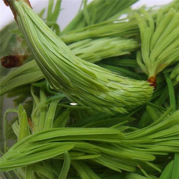 农村可以吃的野菜100种有哪些，常见100种野菜图片及名称