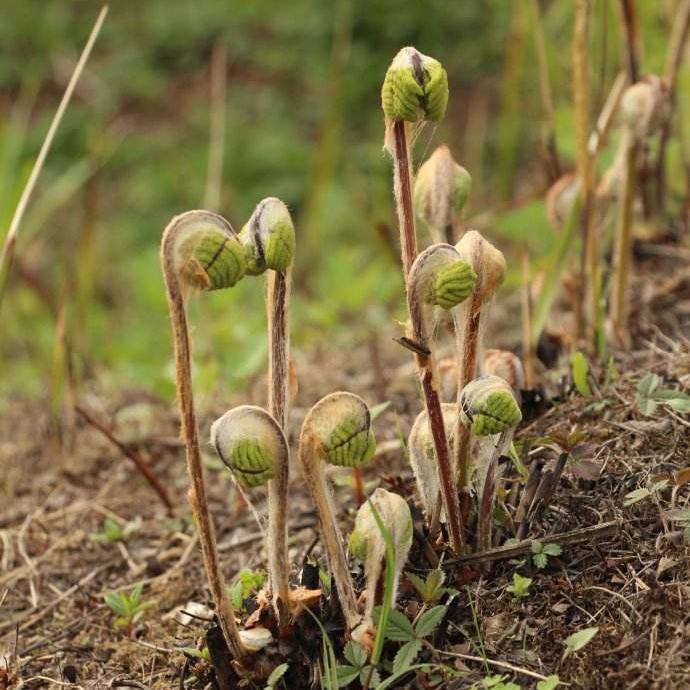 农村可以吃的野菜100种有哪些，常见100种野菜图片及名称