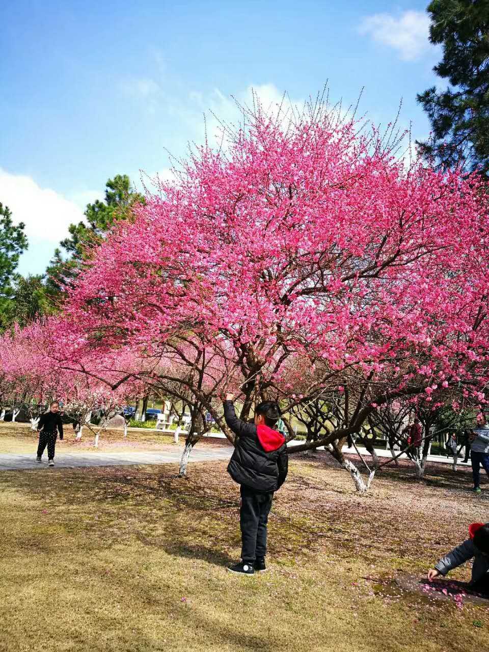 草树知春不久归什么意思（草树知春不久归的原文解析）