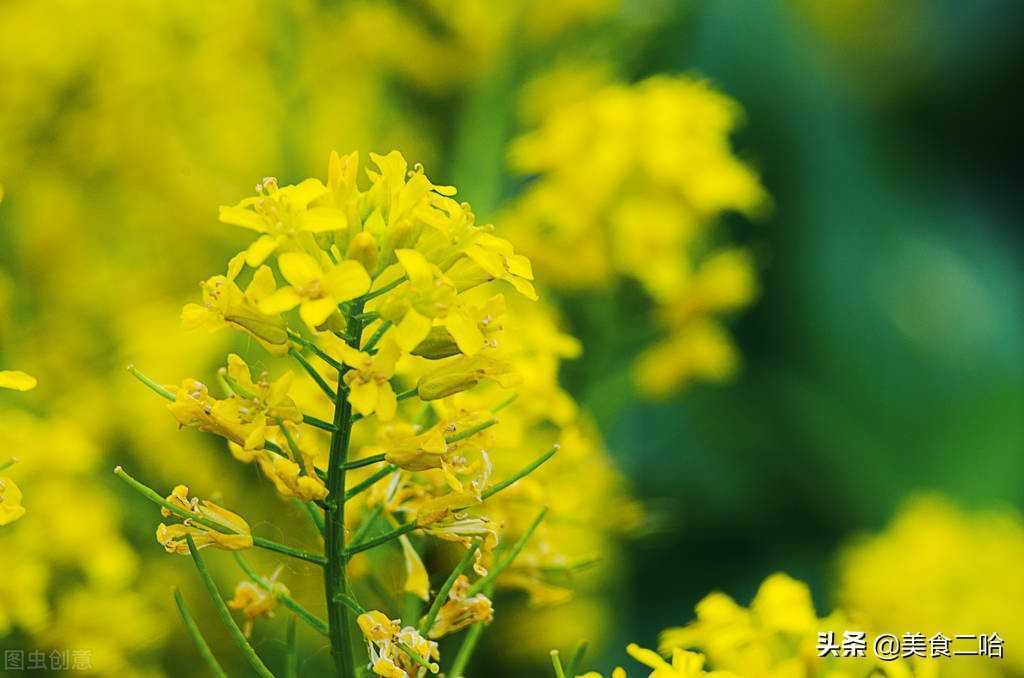 凉拌油菜花的做法怎么好吃（油菜花的家常做法和窍门）