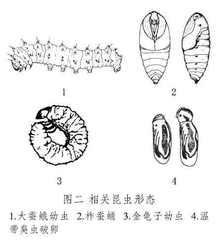 羽化是什么意思(图片羽化是什么意思)